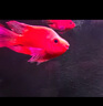 活體寵物血紅鸚鵡魚淡水中大型熱帶觀賞魚元寶發(fā)財魚鸚鵡魚活體魚紅財神魚 8-10cm鸚鵡3條 曬單實拍圖