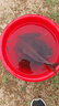 釣魚王地獄貓昆蟲蛋白魚餌秋冬腥香黑水虻幼蟲濃腥餌料 地獄貓腥2包裝 曬單實(shí)拍圖