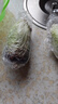 蔬菜沙拉蔬菜新鮮套餐健身混合裝西餐沙拉輕食材生吃沙拉生菜 套餐2斤+6包25ml芝麻沙拉汁 曬單實拍圖