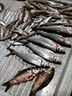 天元鯽魚釣魚餌料專攻大板鯽四季通用黑坑濃腥鯽魚大叔推薦強(qiáng)效誘魚 3袋【鯽魚大叔 秘密武器】 曬單實(shí)拍圖