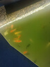 藤棉過(guò)濾棉魚(yú)池錦鯉池過(guò)濾材料騰棉生化棉培菌凈水高密度藍棉 100*50*4cm 一張 曬單實(shí)拍圖