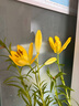香水百合種球四季開花盆栽帶花苞進口重瓣百合花球種子花苗鮮花卉 香水百合混色5球不含盆土 曬單實拍圖