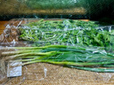 帶根香菜100g 曬單實(shí)拍圖