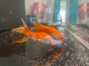 米家（MIJIA）小米米家智能生態(tài)魚缸還原自然生態(tài)補(bǔ)倉一次三月無憂出差旅行必備 曬單實拍圖
