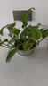 綠蘿盆栽室內(nèi)植物新房家用吸除甲醛凈化空氣水培綠植花卉長(zhǎng)藤綠蘿 120#加侖盆自吸水【10盆】澆水壺+10包肥 曬單實(shí)拍圖