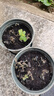 通沭薄荷室內盆栽桌面植物四季常青植物花卉 薄荷+原盆原土源頭直發(fā) 曬單實(shí)拍圖