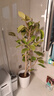 植男植女孟加拉榕大型綠植盆栽客廳室內(nèi)大花盆黃金榕落地橡皮樹源頭直發(fā) 曬單實(shí)拍圖
