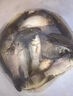 山頭林村擠壓式垂釣釣餌牙膏餌粘膠餌方便魚(yú)餌料鯽魚(yú)鯉魚(yú)草魚(yú)搓餌釣魚(yú)野釣 【薯香1支】100g*強誘春夏狂拉 曬單實(shí)拍圖