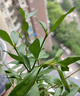 八芽小葉梔子花盆栽開(kāi)花植物室內(nèi)桌面茶幾好養(yǎng)花卉綠植辦公室凈化空氣 小葉梔子花-陶瓷豎紋盆 帶盆栽好 曬單實(shí)拍圖