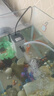 森森森森小鯉三合一魚缸過濾器內(nèi)置凈水循環(huán)小型水族箱過濾器 多功能XQP-500F標配-50長缸用 曬單實拍圖