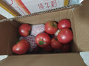 佑嘉木山東普羅旺斯西紅柿   沙瓤番茄蔬菜源頭直發(fā) 4.5斤凈重 曬單實拍圖