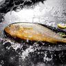 三都港 冷凍寧德大黃魚(yú)700g/2條裝 黃花魚(yú) 生鮮魚(yú)類(lèi) 深海魚(yú) 燒烤 曬單實(shí)拍圖