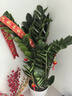 臨雅金錢樹盆栽客廳大花盆辦公室內(nèi)大型好養(yǎng)綠植喬遷搖錢串子真樹擺件 金錢樹65-70cm+白色螺紋盆 曬單實(shí)拍圖