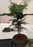 貴秘書【精品】文竹盆栽植物室內(nèi)凈化空氣辦公室綠植花卉盆栽盆景小盆栽 老樁翠綠文竹+紫沙舍得盆+青苔+方底座 曬單實拍圖