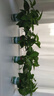 雙盟綠蘿盆栽除甲醛花卉綠植辦公室新房凈化空氣 120款10盆源頭直發(fā) 曬單實(shí)拍圖