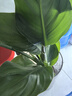 愛(ài)你一萬(wàn)年天堂鳥(niǎo)無(wú)土純水培植物室內(nèi)好養(yǎng)綠植水培水養(yǎng)易活桌面綠植吸除甲醛 A級(jí) 水培天堂鳥(niǎo) 40-50厘米 3顆 曬單實(shí)拍圖