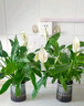 白掌一帆風(fēng)順盆栽植物室內(nèi)花卉綠植水養(yǎng)四季開(kāi)花新手好養(yǎng)活 白掌1盆（繁星盆） 曬單實(shí)拍圖