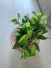 綠有意綠蘿盆栽除甲醛室內(nèi)好養(yǎng)花卉植物綠蘿批發(fā)辦公室新房裝修凈化空氣 110#原盆儲水盆10盆裝+4肥 帶盆帶土發(fā)貨 曬單實拍圖