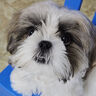 NATURAL greatness 恩萃NG狗糧三文魚配方進(jìn)口成犬小型犬100g試吃2kg6kg成犬狗糧 6公斤裝 曬單實(shí)拍圖