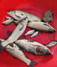 黃辣丁專用餌料羊油顆粒釣餌野釣昂刺黃穎黃骨魚爆戶通殺免打窩 買二贈一【直接掛鉤不臟手】 曬單實拍圖