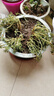 重瓣太陽花盆栽苗混色帶根花卉綠植庭院陽臺盆栽長花期開花植物 太陽花+加侖盆送底托 3盆/送1肥料 曬單實拍圖