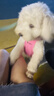 MIKI PAD狗狗衣服小型犬夏季薄款衣服戶外馬甲春秋透氣泰迪比熊可牽引 玫紅馬甲 S胸圍30cm（參考體重1-4斤） 曬單實(shí)拍圖