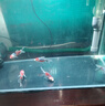 錦鯉魚活體觀賞魚活魚小型易養(yǎng)冷水淡水魚小魚苗錦鯉金魚好看錦鯉 三色 6-8cm 3條 曬單實拍圖