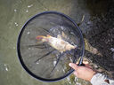 老鬼魚(yú)餌918大野戰九一八餌料野釣鯽魚(yú)鯉魚(yú)草魚(yú)鳊綜合餌官方旗艦 九一八野戰300克*3包 無(wú)規格 曬單實(shí)拍圖