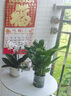 白掌一帆風(fēng)順盆栽植物室內(nèi)花卉綠植水養(yǎng)四季開花新手好養(yǎng)活 白掌1盆（繁星盆） 曬單實拍圖
