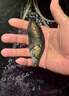 鱖魚苗桂花魚苗淡水養(yǎng)殖食用翹嘴鱖大眼鱖斑鱖魚肉食活體紅紋鱖魚 鱖魚苗9-11厘米15條送1條防損 曬單實拍圖