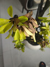 植男植女鴨腳木造型客廳盆栽八方來財(cái)室內(nèi)落地北歐輕奢大型好養(yǎng)常青綠植 鴨腳木-纏線造型款1.4-1.6M【送半年?duì)I養(yǎng)液】 曬單實(shí)拍圖
