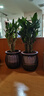綠有意綠蘿籮發(fā)財樹綠植盆栽花卉室內(nèi)吸除甲醛桌面水培懶人植物四季好養(yǎng) 【灰色南瓜】富貴竹 曬單實拍圖