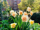 仙兔緩釋肥顆粒通用型花肥養花專(zhuān)用肥料綠植蔬菜園藝控釋肥氮磷鉀肥料 仙兔通用型長(cháng)效緩釋肥【450g】 曬單實(shí)拍圖