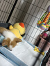咯咪純種柯基幼犬活體寵物狗兩色三色威爾士柯基犬小型犬小狗崽活犬 公 曬單實(shí)拍圖