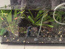 瘋狂水草真水草魚缸里的水培植物種植環(huán)魚缸造景擺件20-30缸 源頭直發(fā)包郵 曬單實拍圖