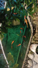 大禹德邦魚(yú)池專(zhuān)用錦鯉凈水劑魚(yú)塘養魚(yú)水渾濁澄清劑桶裝水質(zhì)凈化 曬單實(shí)拍圖