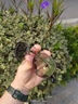 依視路ESSILOR感光全視線鉆晶膜潔第九代變色膜巖變灰色膜致防藍(lán)光鏡片 鉆晶膜潔GEN S變色（現(xiàn)片） 1.61（特?。?鏡架 曬單實拍圖