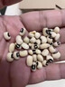 鄒有才東北大白豇豆新鮮眉豆農家白飯豆熬粥煲湯粗糧白蕓豆五谷雜糧e 東北白豇豆500g*2袋 曬單實(shí)拍圖