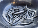 任鳥(niǎo)飛魚(yú)網(wǎng)蝦籠捕魚(yú)籠神器自動(dòng)折疊抓黃鱔籠捕蝦網(wǎng)工具漁具魚(yú)籠網(wǎng)籠籠子 曬單實(shí)拍圖