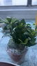 小盆梔子花盆栽四季開花部分帶花苞室內(nèi)綠蘿水培花卉綠植物 中配款：15-20cm【帶花苞5株】開花飄香99平 濃香型梔子花【帶花苞】10天開花 曬單實(shí)拍圖
