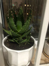 花翁盆栽室內花卉綠植仙人掌植物 大號蘆薈+荷花陶瓷盆源頭直發(fā) 曬單實(shí)拍圖