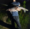 久巖金海夕魚(yú)鉤正品散鉤鯽鯉魚(yú)釣魚(yú)魚(yú)勾湖庫翹嘴鳊魚(yú)100枚盒裝鉤 10#有刺金海夕&高碳精鋼(100枚) 曬單實(shí)拍圖