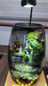 丘辰苔蘚微景觀養(yǎng)魚(yú)生態(tài)瓶diy辦公室內(nèi)桌面綠植擺件花卉盆栽生日禮物 翠微松（香薰底座） 曬單實(shí)拍圖