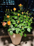 果汁陽(yáng)臺(tái)月季盆栽四季開(kāi)花卉玫瑰鮮花帶花苞陽(yáng)臺(tái)爬藤植物薔薇花苗 果汁陽(yáng)臺(tái)帶花發(fā)貨送肥料 不含盆 曬單實(shí)拍圖