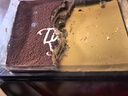 【動(dòng)物奶油】提拉米蘇慕斯蛋糕 340g 曬單實(shí)拍圖