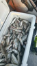 伊酷達(dá)（ECOODA）馭海水滴輪 近海船釣輪 拉流底釣八帶黑黃鱸魚海釣輪 帶卸力報(bào)警 ESW 280（速比6.6:1/釣力10kg） 右手型 曬單實(shí)拍圖