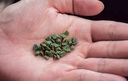 快美特 沸石香水香料補充裝石頭出風口補充液西柚黑加侖茉莉之星 清新西柚 S-G1081C 曬單實拍圖