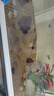 FKSC魚(yú)缸躲避屋造景套餐莫斯水草魚(yú)蝦躲避罐擺件裝飾懶人快速成景 【莫斯】三通+小屋 曬單實(shí)拍圖