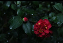 佳能（Canon）EOS 100D 200D 200d二代 人像拍照風(fēng)光攝影數(shù)碼照相機(jī)二手單反相機(jī) 佳能200D黑色 18-55mm STM #套餐二【60%用戶選擇 下單免費(fèi)升級套餐三】 99成新 曬單實(shí)拍圖