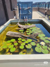 官棧 花膠魚膠 鱈魚膠魚膠干貨孕婦滋補營養(yǎng)品禮盒送禮 高性價比-6A鱈魚膠100g禮盒 曬單實拍圖